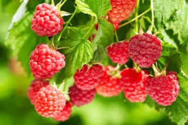 Sok malinowy na co pomaga? Odkryj jego niezwykłe właściwości zdrowotne Sok malinowy na co pomaga? Odkryj jego niezwykłe właściwości zdrowotne